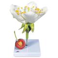 3B Scientific Cherry Blossom with Fruit, Model 1020125